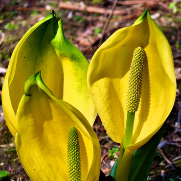 Skunk Cabbage Flower Seeds (Lysichiton Americanus)