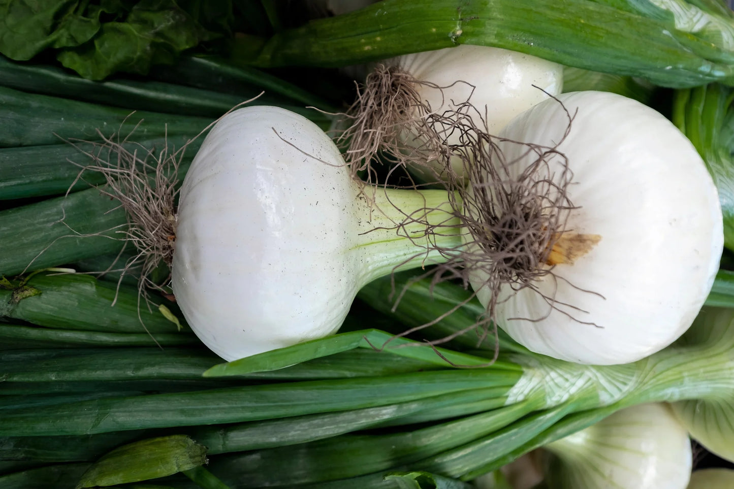 White Sweet Spanish Onion Vegetable Seeds