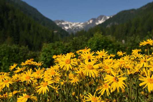 Semillas de flor de árnica montana antigua para plantar, floración estacional, semillas antiguas y libres de organismos modificados genéticamente para jardín doméstico