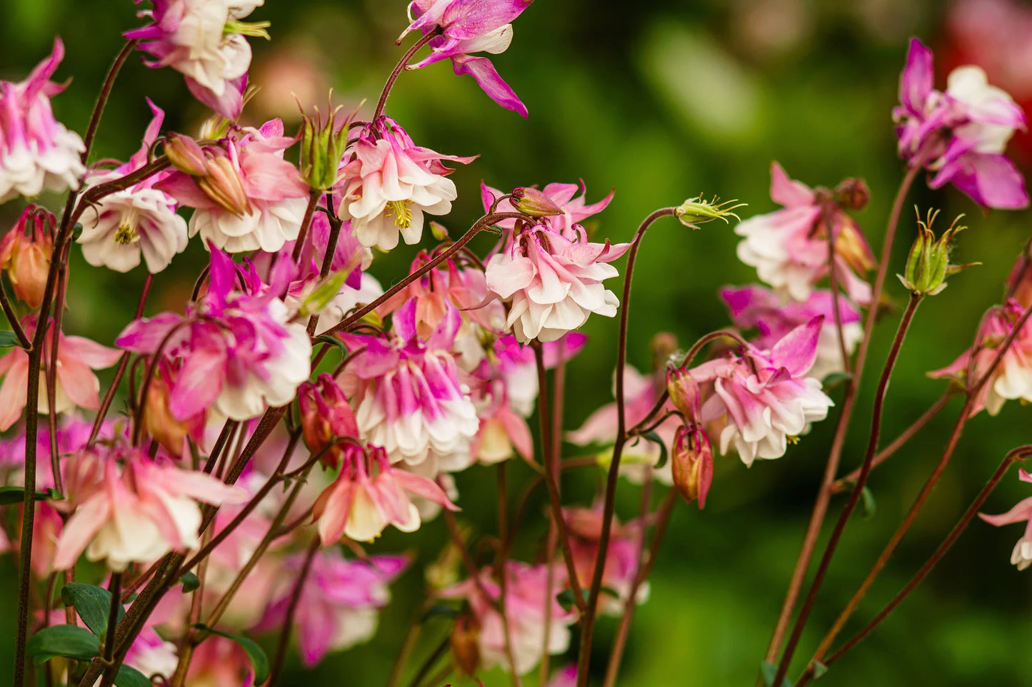 Pink Petticoat Columbine Flower Seeds