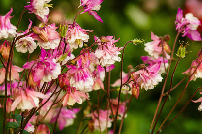 Pink Petticoat Columbine Flower Seeds