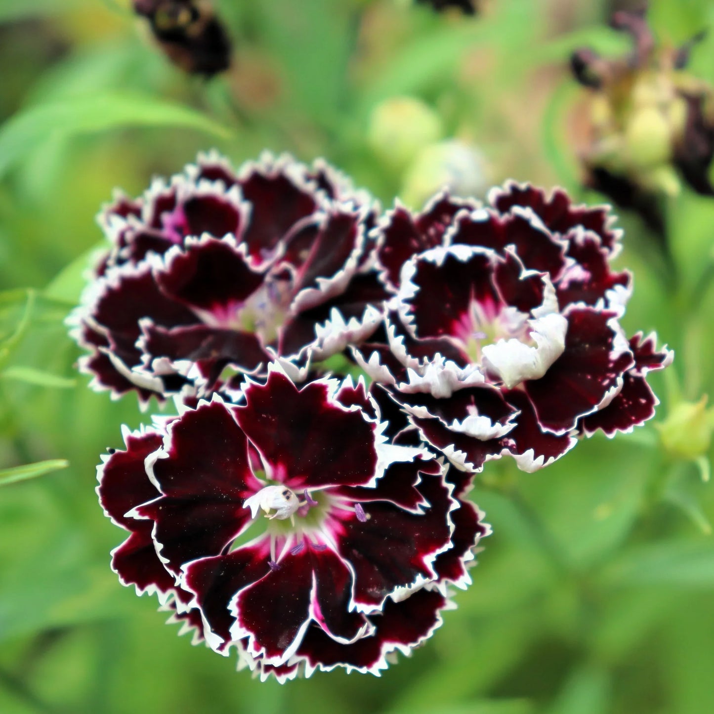 Dianthus 'Black and White Minstrels' Flower Seeds
