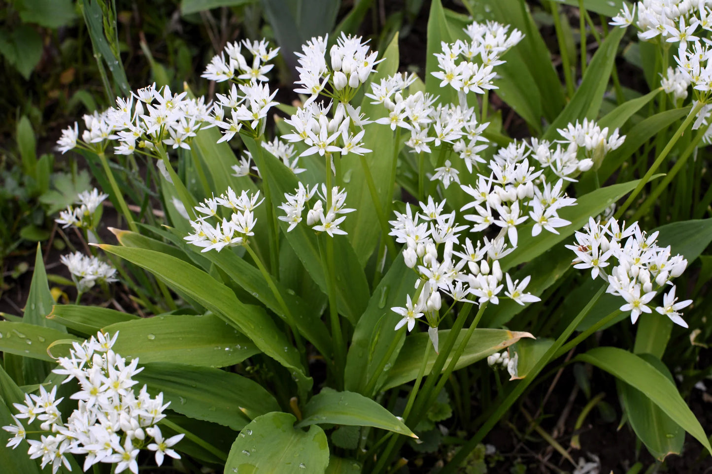 Allium Ursinum Kräutersamen
