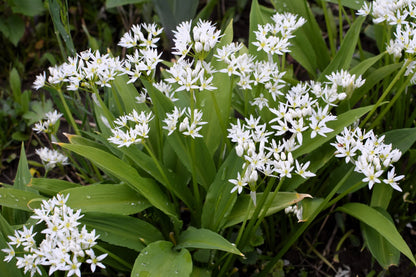 Allium Ursinum Kräutersamen