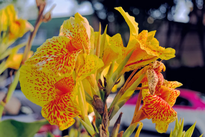 Yellow Canna Lily Flower Seeds