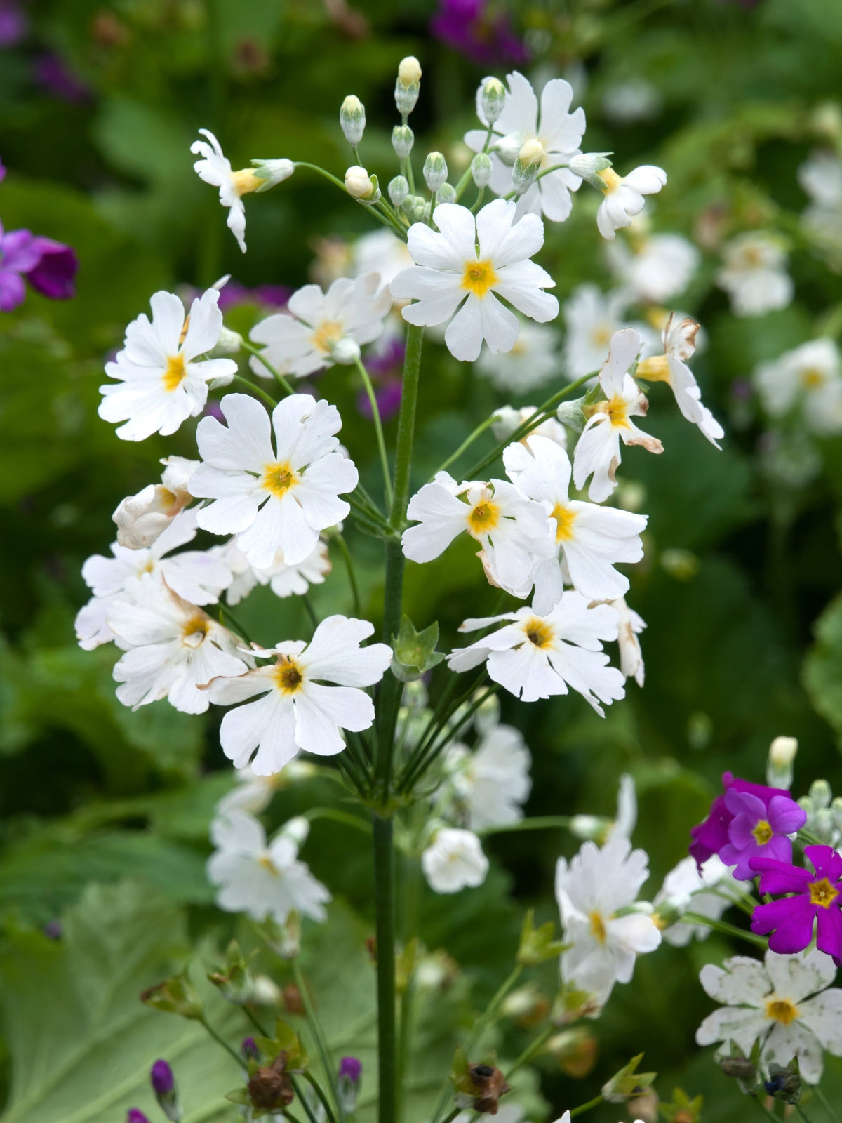 White & Yellow Primula Malacoides Flower seeds for Planting - Seasonal Bloomer, Heirloom & GMO Free Seeds for Home Garden
 
 Sale seeds for planting in home garden