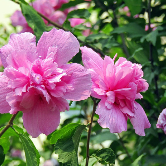 Pink Double Rose of Sharon Flower Seeds