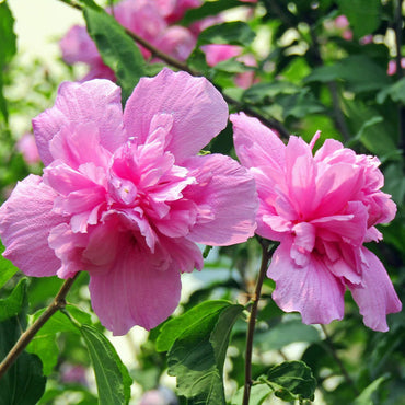 Pink Rose of Sharon Flower Seeds