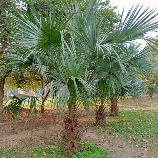 Graines de plante Chamaerops Humilis