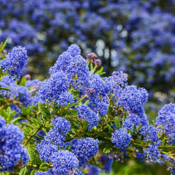 Creeping Mountain Lilac Shrub Seeds