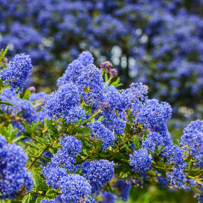 Creeping Mountain Lilac Shrub Seeds