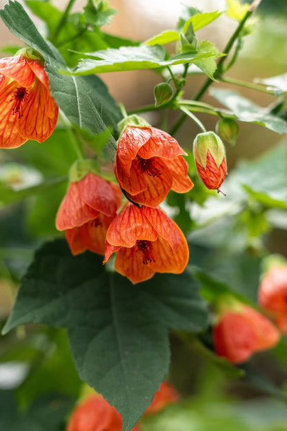 Mixed Colors Flowering Maple Flower Seeds