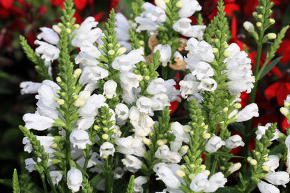 White Obedient Flower Plant Seeds