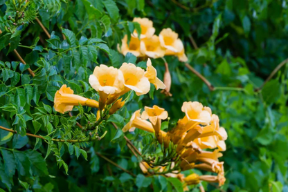 Campsis Radicans Flava Flower Seeds