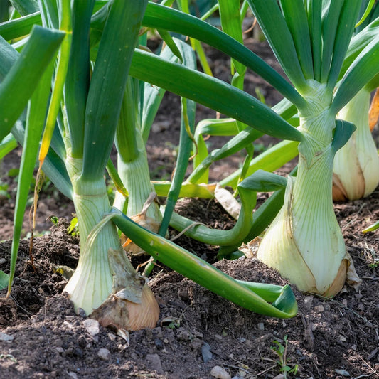 White Sweet Spanish Onion Vegetable Seeds