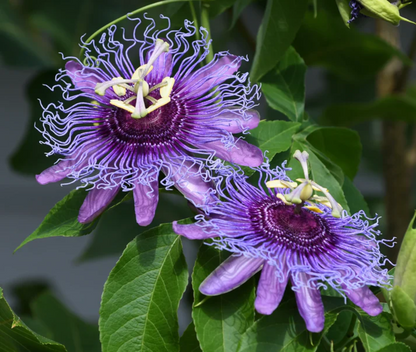 Purple Passion Vine Flower Seeds
