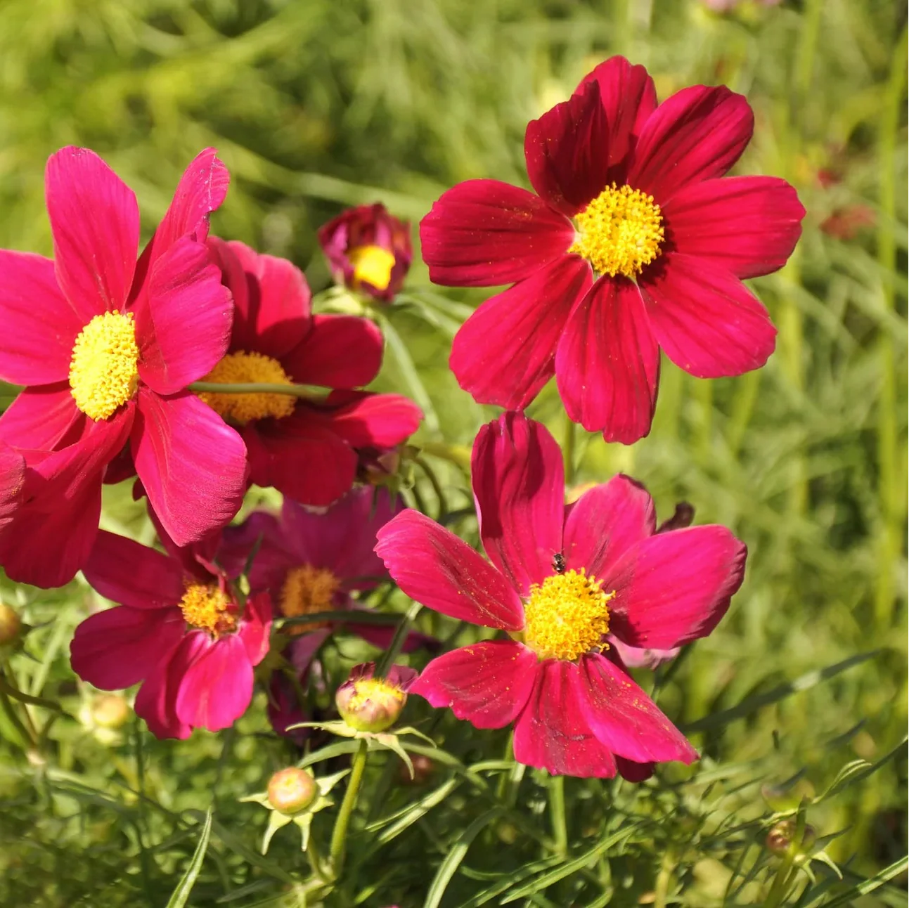 Cosmos Bipinnatus Dazzler Flower Seeds