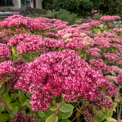 Kaiserwelle Sedum Blumensamen
