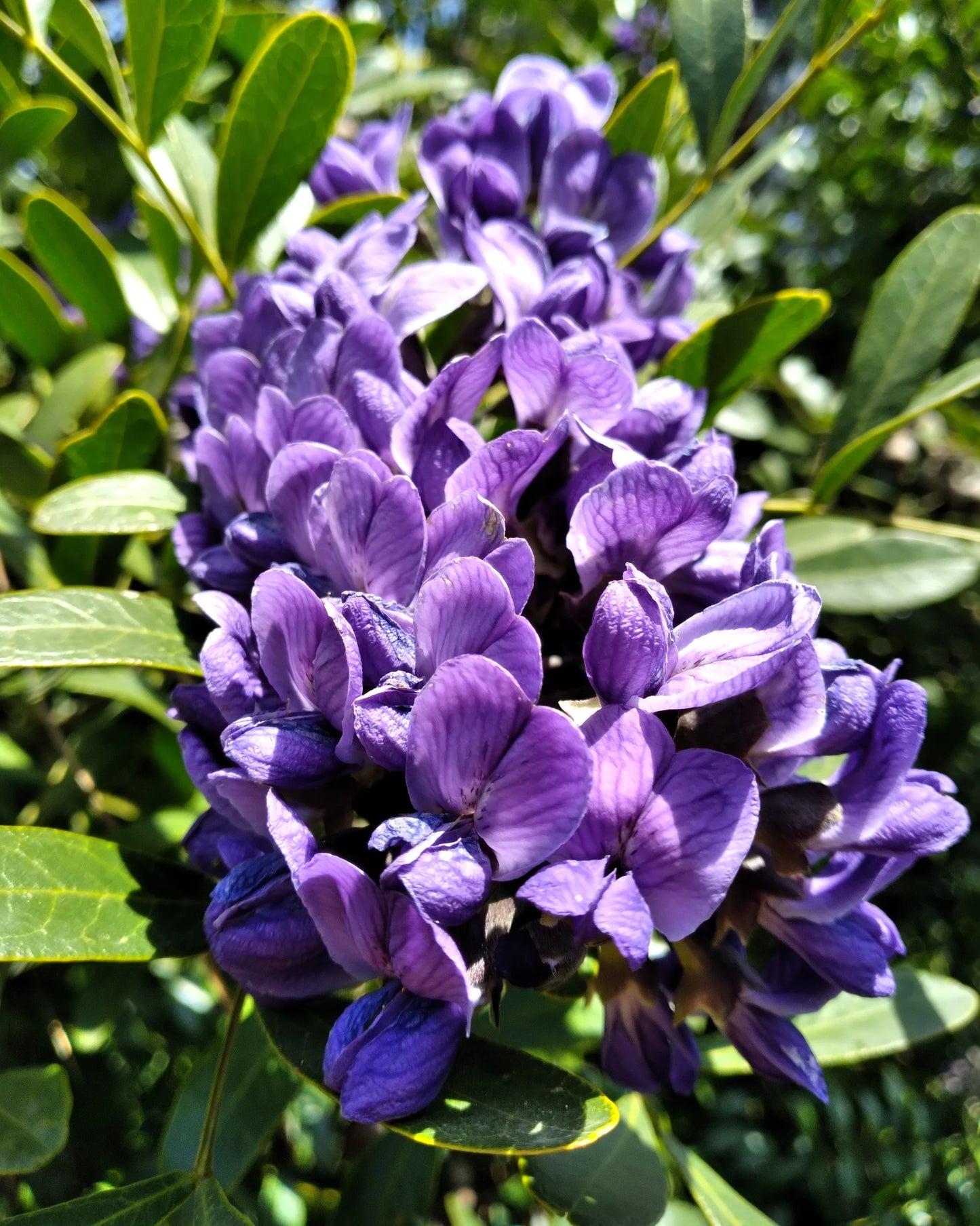 Texas Mountain Laurel Tree Seeds