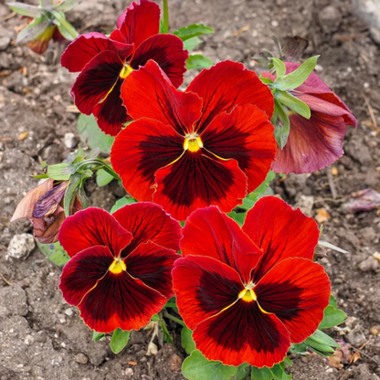 Red & Brown Pansy Flower Seeds