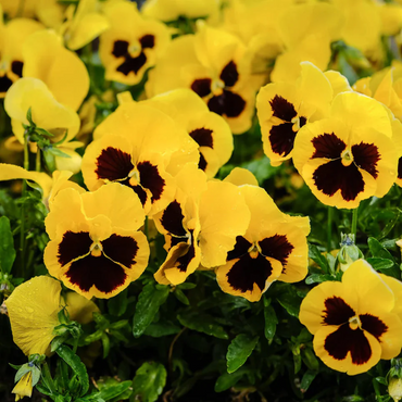 Gelbe und braune Stiefmütterchen-Blumensamen