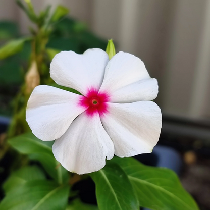 Bright Eyes Periwinkle Flower Seeds