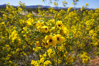 Feathery Cassia flower Seeds