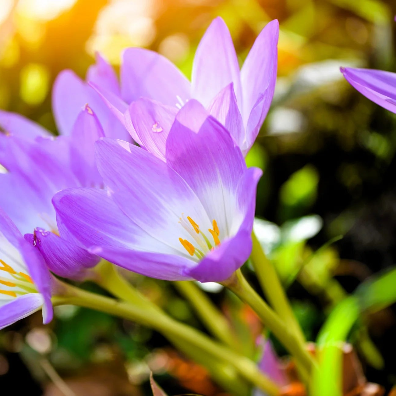 Herbst-Krokus-Blumensamen
