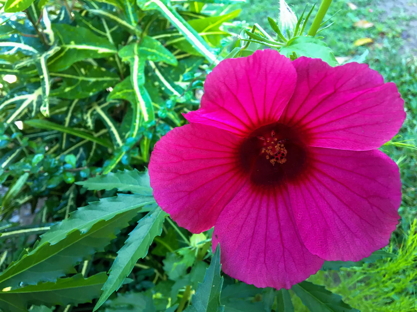 Kenaf Hibiscus Flower Seeds