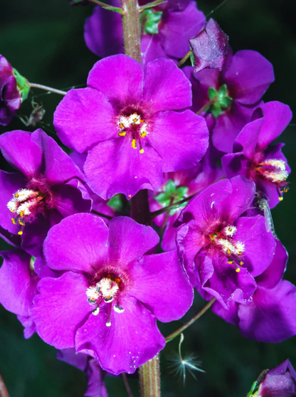 Purple Mullein Flower  Seeds