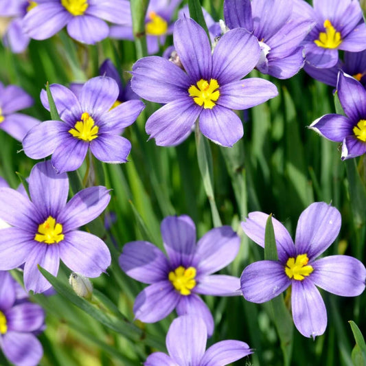 Blue-Eyed Grass  flower Seeds