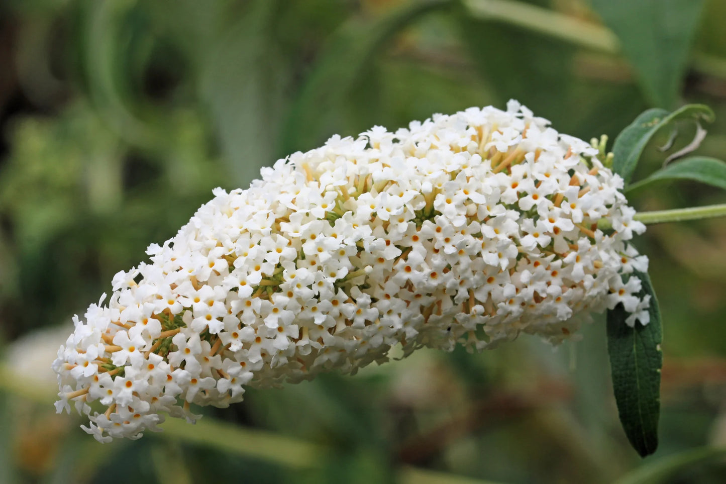 White Butterfly Bush Flower Seeds