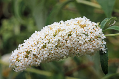 White Butterfly Bush Flower Seeds