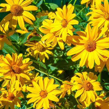 Yellow Mexican Sunflower Seeds