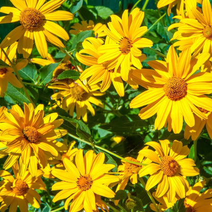 Yellow Mexican Sunflower Seeds