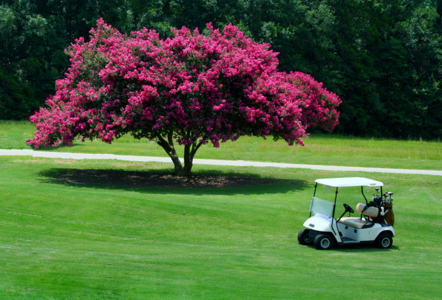 Pink Crape Myrtle Flower Seeds