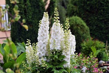 White King Larkspur Flower Seeds