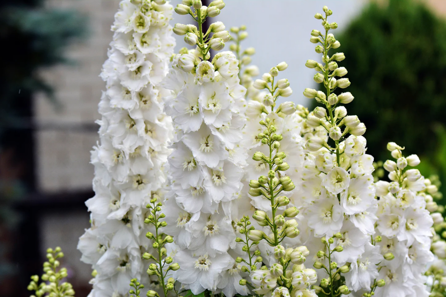 White King Larkspur Flower Seeds