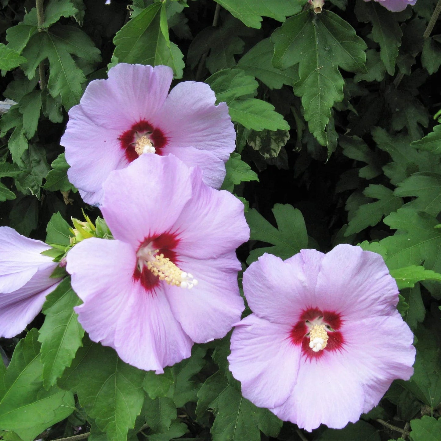 Mixed Rose of Sharon Flower Seeds