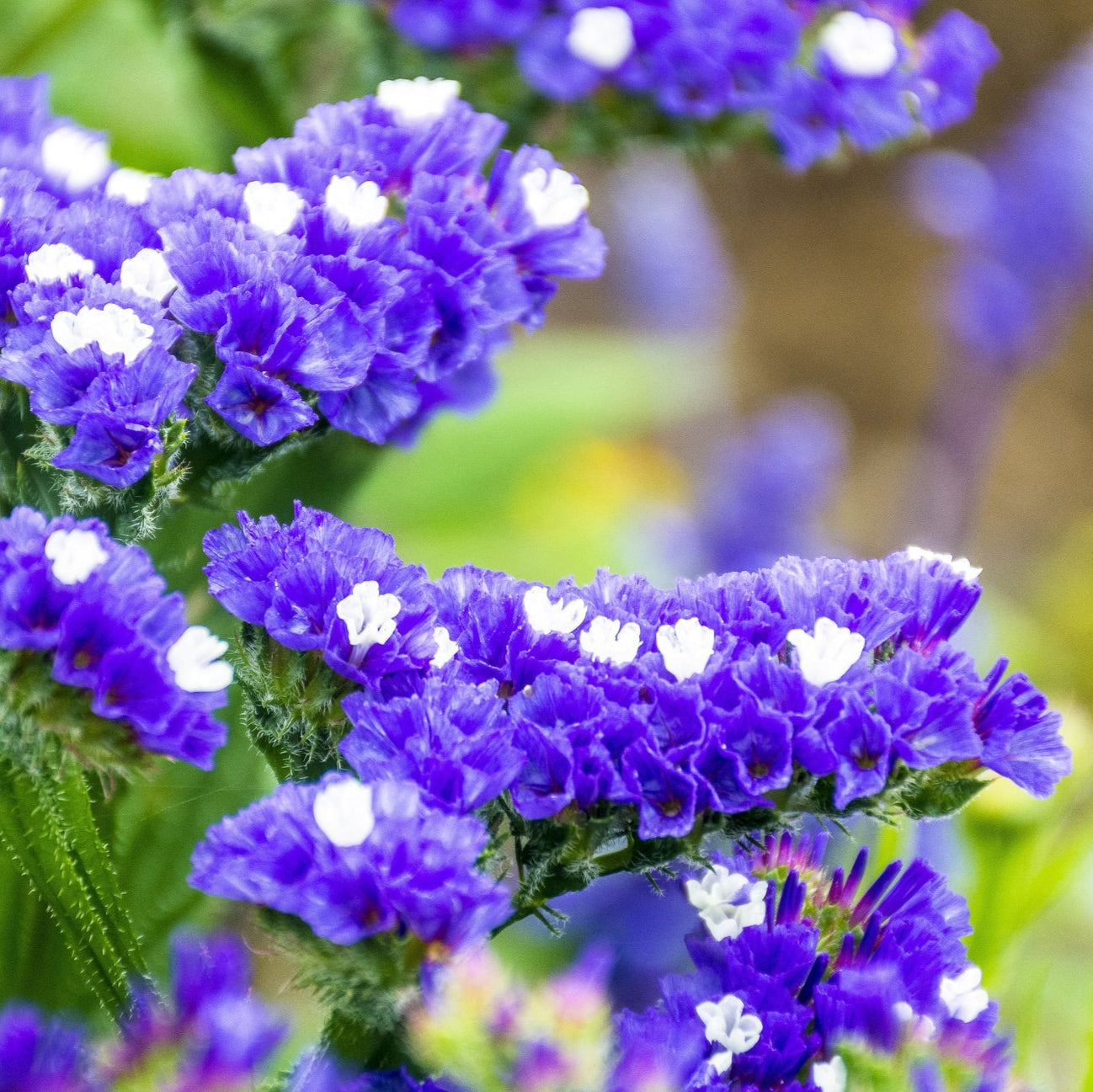 Sea Lavender  Flower(Statice) Seeds