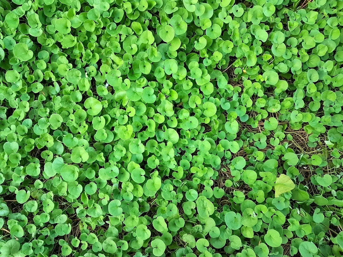 Dichondra (Dichondra Ground) seeds for planting in home garden