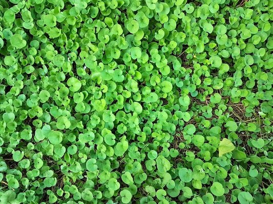 Dichondra (Dichondra Ground) seeds for planting in home garden