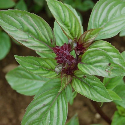 Siam Queen Thai Basil (Ocimum thyrsiflora) Herb & Flower Seeds