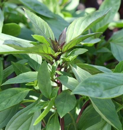 Siam Queen Thai Basil (Ocimum basilicum var. thyrsiflora) Seeds