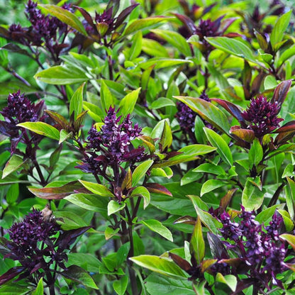 Semi di erbe Ocimum Basilicum 'Siam Queen'