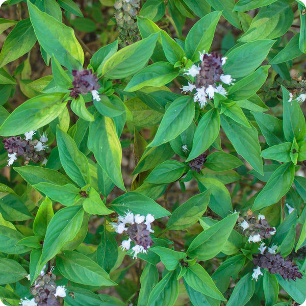 Siam Queen Thai Basil Ocimum Basilicum Var. Thyrsiflora Seeds heirloom non-gmo organic garden seeds