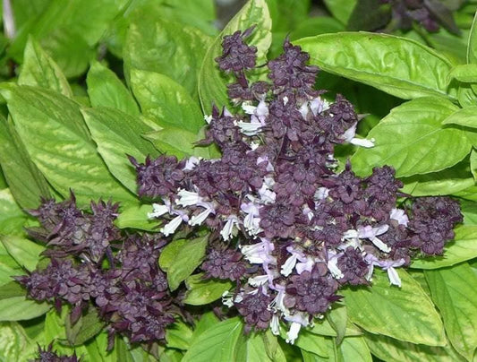 Siam Queen Thai Basil Ocimum Thyrsiflora Herb & Flower Seeds heirloom non-gmo organic garden seeds