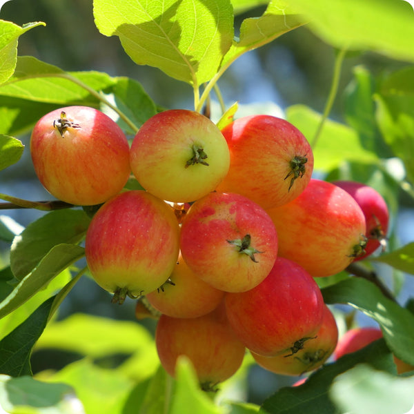 Siberian Crabapple Malus Siberica Apple Seeds heirloom non-gmo organic garden seeds