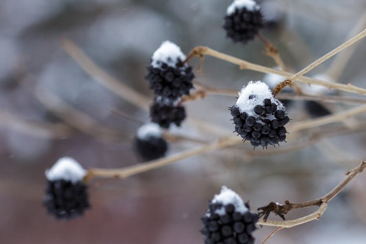 Siberian Ginseng Eleutherococcus Senticosus Ci Wu Jia Herb Shrub Seeds heirloom non-gmo organic garden seeds