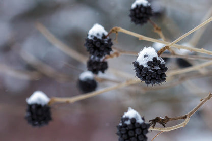 Siberian Ginseng Eleutherococcus Senticosus Ci Wu Jia Herb Shrub Seeds heirloom non-gmo organic garden seeds